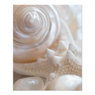 Impression Photo White Seashell Starfish Tropical Beach Sea Shells
