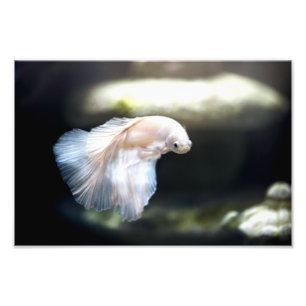 Impression Photo White siamese Fighting Fish