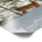 Impression Photo White Tailed (Coin)