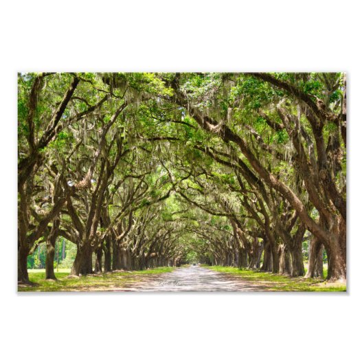 Impression Photo Wormslow Plantation, Savannah, GA (Devant)