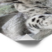 Impression Photo Yawning Snow Leopard (Coin)
