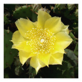 Impression Photo Yellow Cactus (Devant)
