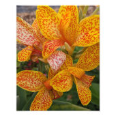 Impression Photo Yellow Canna Lily with Red Speckles Floral (Devant)