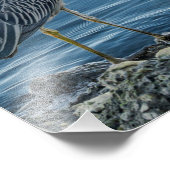 Impression Photo Yellow-Crowned Night Heron (Coin)