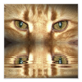 Impression Photo Yeux de chat