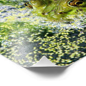 Impression Photo Yeux de grenouille (Coin)