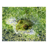Impression Photo Yeux de grenouille (Devant)