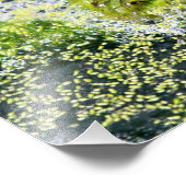 Impression Photo Yeux de grenouille (Coin)