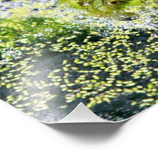 Impression Photo Yeux de grenouille (Coin)