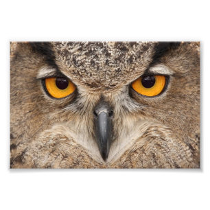 Impression Photo Yeux de hibou