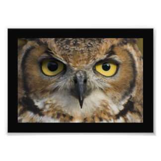 Impression Photo Yeux de hibou avec bordure noire
