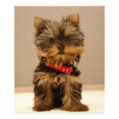 Impression Photo Yorkshire Terrier (Devant)