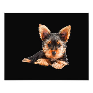 Impression Photo Yorkshire terrier Yorkie Chien chiot