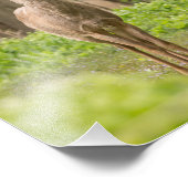 Impression Photo Young Buck (Coin)