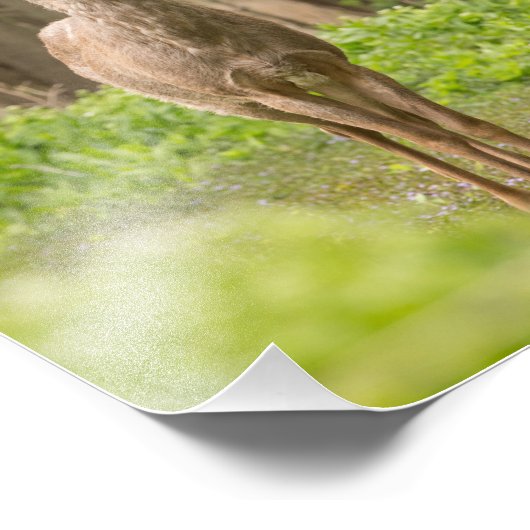 Impression Photo Young Buck (Coin)