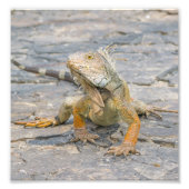 Impression Photo Young Iguana (Devant)