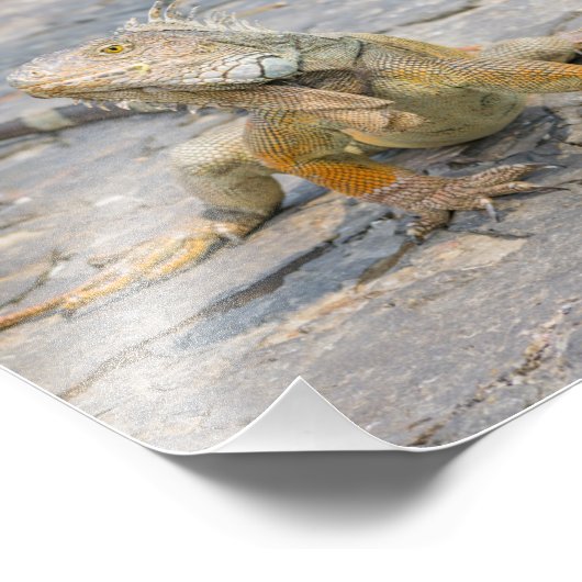 Impression Photo Young Iguana (Coin)