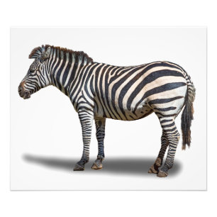 IMPRESSION PHOTO ZEBRA