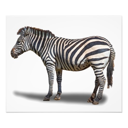 IMPRESSION PHOTO ZEBRA (Devant)