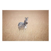 Impression Photo Zebra (Devant)