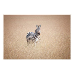 Impression Photo Zebra