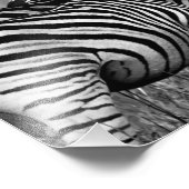 Impression Photo Zebra Family (Coin)