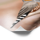 Impression Photo Zebra Finch Oiseau Nature Mur Art (Coin)