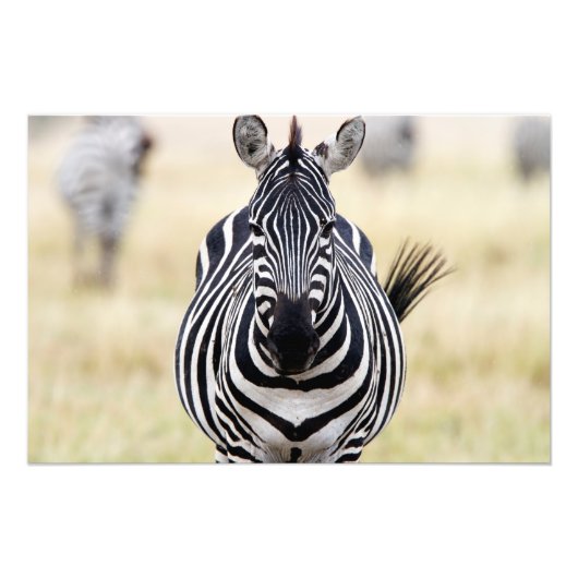 Impression Photo Zebra looking at you (Devant)