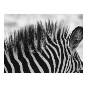 Impression Photo Zebra Mane Closeup Noir Et Blanc