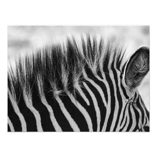 Impression Photo Zebra Mane Closeup Noir Et Blanc (Devant)