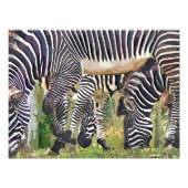 IMPRESSION PHOTO ZEBRAS (Devant)
