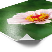 Impression Photo Zinnia rose pâle (Coin)