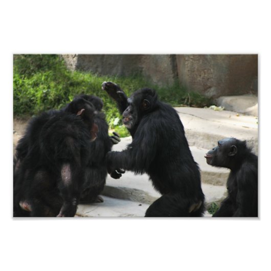 Impression Photo Zoo de Los Angeles (Devant)