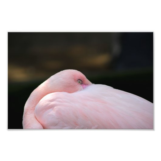 Impression Photo Zoo de Los Angeles (Devant)