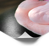 Impression Photo Zoo de Los Angeles (Coin)