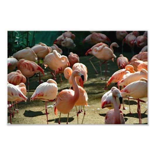 Impression Photo Zoo de Los Angeles (Devant)