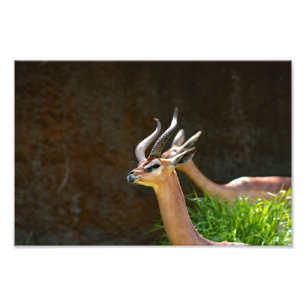 Impression Photo Zoo de Los Angeles