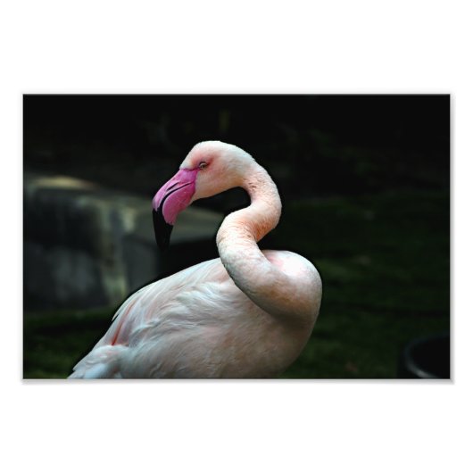 Impression Photo Zoo de Los Angeles (Devant)