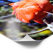 Impression Photo Zoo de Santa Ana (Coin)
