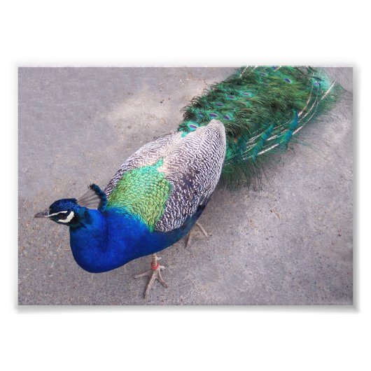 Impression photographique (Devant)