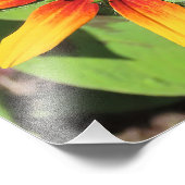 Impression photographique à fleurs Rudbeckia simpl (Coin)