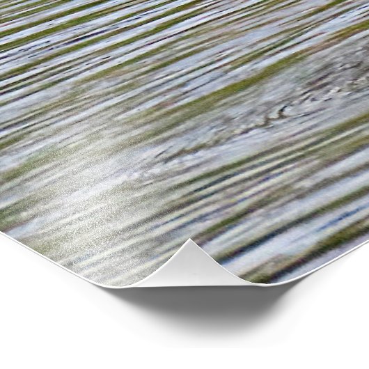 Impression photographique de Flamant rose supérieu (Coin)