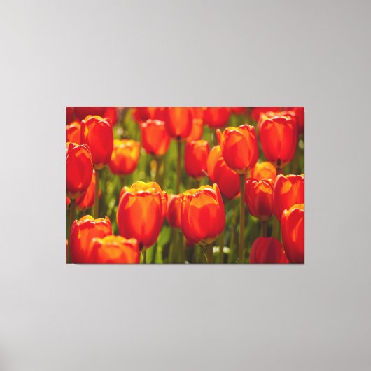 Impression photographique de tulipes rouges. (Recto)