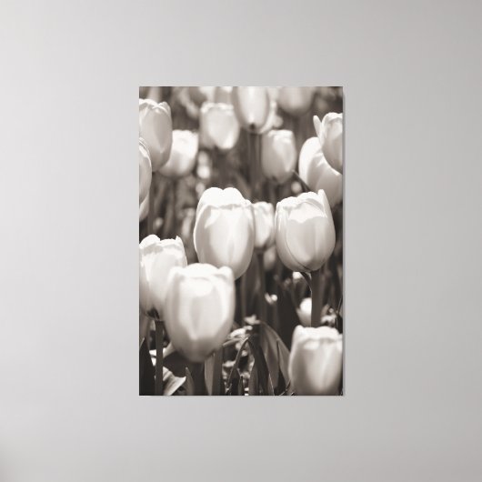 Impression photographique des tulipes rouges. (Recto)