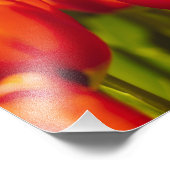 Impression photographique des tulipes rouges. (Coin)