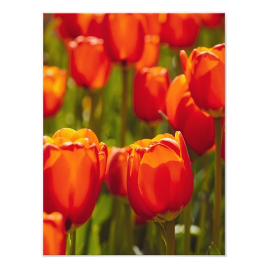 Impression photographique des tulipes rouges. (Devant)