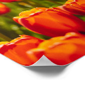 Impression photographique des tulipes rouges. (Coin)