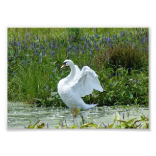 Impression photographique Swan 7 x 5