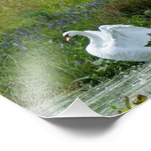 Impression photographique Swan 7 x 5 (Coin)