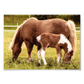 Impression Photos Cheval Et Pony (Devant)